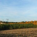 Kopalnia piachu koło Gołębia #jesień #drzewa
