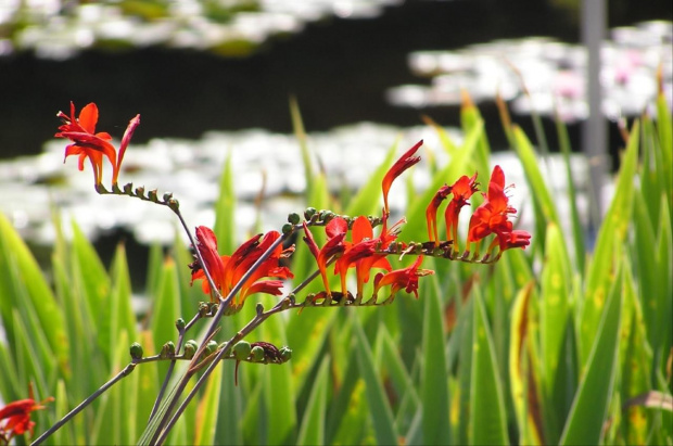 Ogród Botaniczny #Miasto #Wrocław