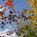 w moim ogródku-"jadalnia" sikorek i rudzików w pięknych barwach #ogród #rośliny #jesień #aronia #leszczyna #krzewy