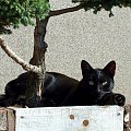 czarny kot pod drzewkiem bonsai 2 #koty #CzarneKoty