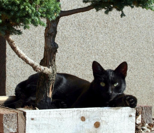 czarny kot pod drzewkiem bonsai 2 #koty #CzarneKoty