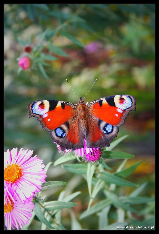 Motylowe wspomnienie lata #motyle