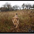 Krowy #Czabi #pies #kundelek #Figa #dalmat #kropek #krowa