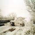 Zdjęcia zrobione w południe przy szesnastostopniowym mrozie. #las #pola #sad #uszyce #zima #śnieg