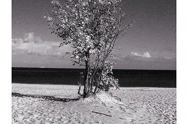 #plaża #morze #niebo #drzewa #CzarnoBiałe