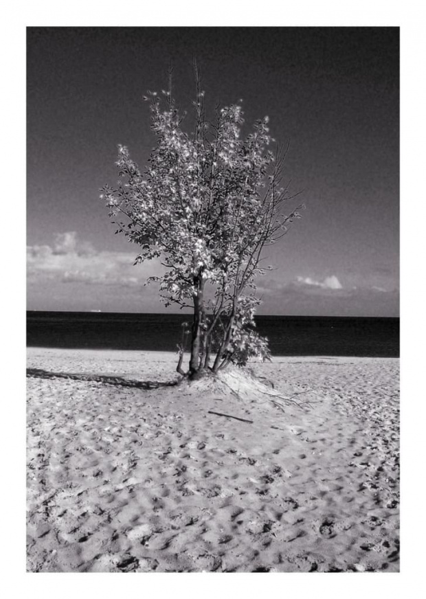 #plaża #morze #niebo #drzewa #CzarnoBiałe