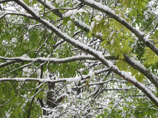 #drzewa #park #gołębie #olsztyn #śnieg #kaczki #jesień
