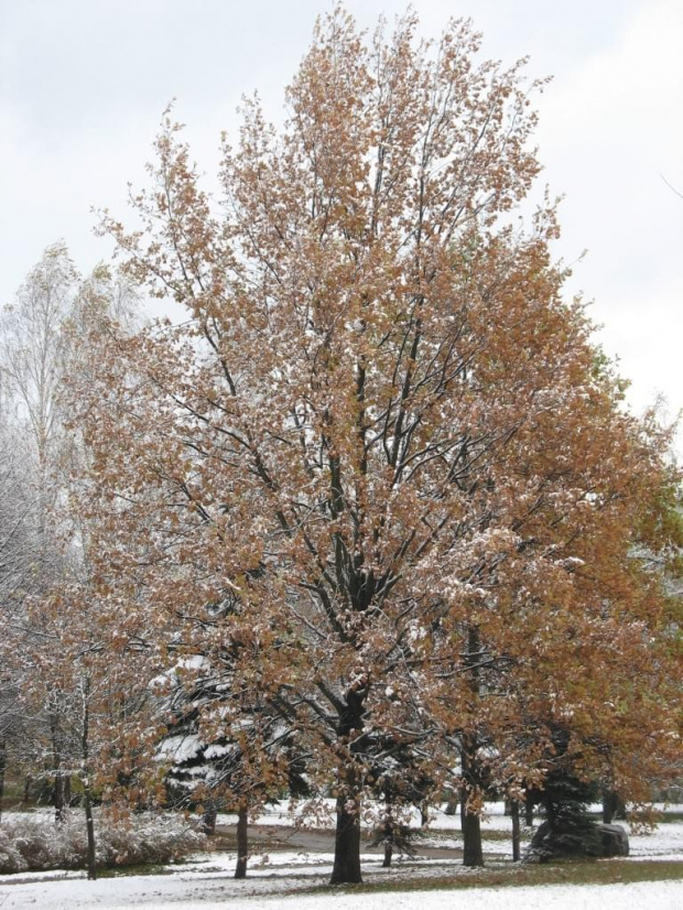#drzewa #park #gołębie #olsztyn #śnieg #kaczki #jesień