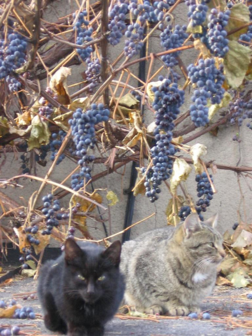 Strażnicy na posterunku - drżyjcie wróble :-) #koty #winogrona #strażnicy #dachowce #surowiec #wino #mniam