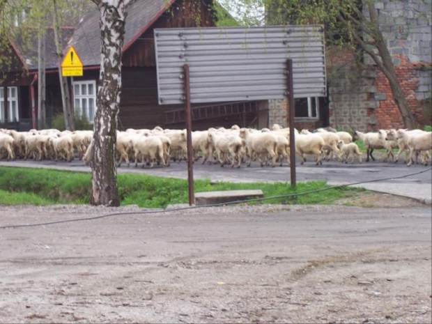 Łowiecki na głównej drodze