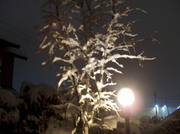 Złotokap zimą... i jeszcze w blasku lampy