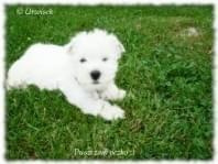 urwisek westie