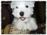 westie