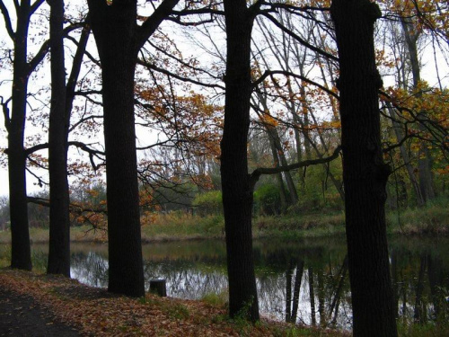 jesień w parku #park #drzewa