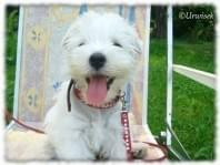 westie