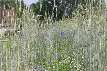 Kwiaty, które sam wysiewam, pielęgnuję i rozmnażam. Chabry w zbożu , mniam, mniam dla pszczól. #kwiaty #hippeastrum #krynia #ponętlinPowella #CrinumXPowellii #szanta #marrubium