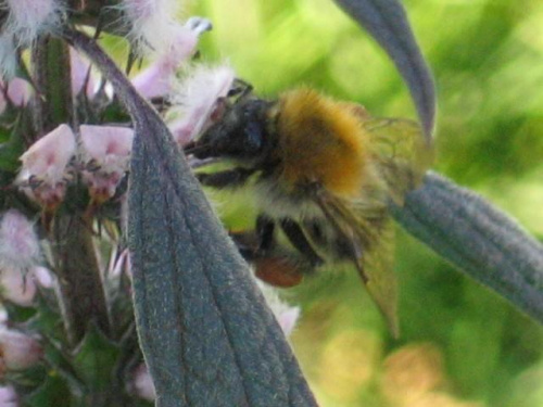 Kwiaty, które sam wysiewam, pielęgnuję i rozmnażam. Trzmiel ( Bombus ) na Serdeczniku. #Bombus #kwiaty #hippeastrum #krynia #ponętlinPowella #Serdecznik #CrinumXPowellii #SzantaMarrubium #Trzmiel