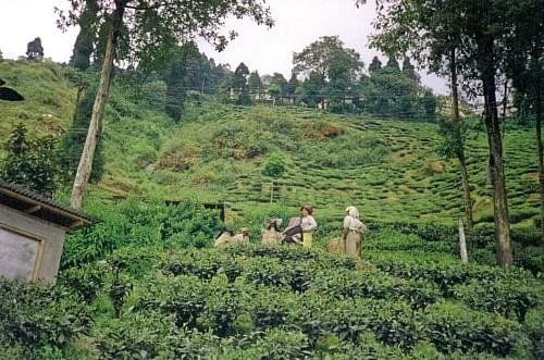 plantacja herbaty, Darjeeling, Indie