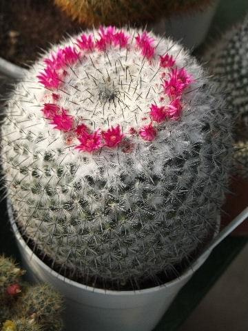 Mammillaria hahniana ssp. woodsii