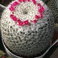 Mammillaria hahniana ssp. woodsii