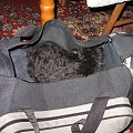 W torbie lubi Faficzek spać