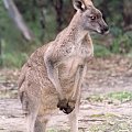 Kangaroo