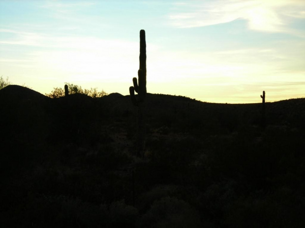 I-10 east, Arizona. Znowu kaktusy
