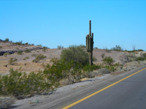 Arizona. I-10 west. Takie kaktusy są tylko w Arizonie