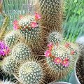 Mammillaria magnifica