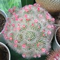 Mammillaria bocasana ssp. bocasana 'roseiflora'