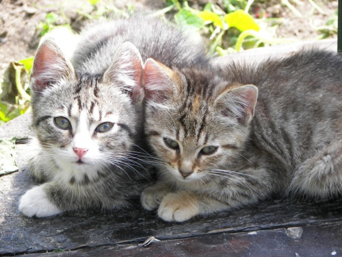 Kocur&Kicia