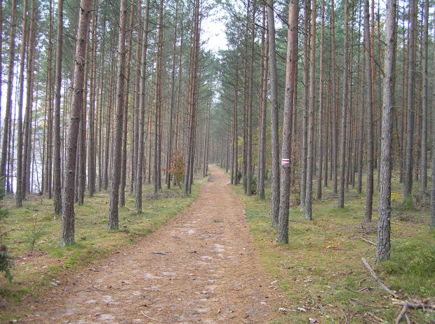 Szlak czerwony nad j. Dąbrowskim