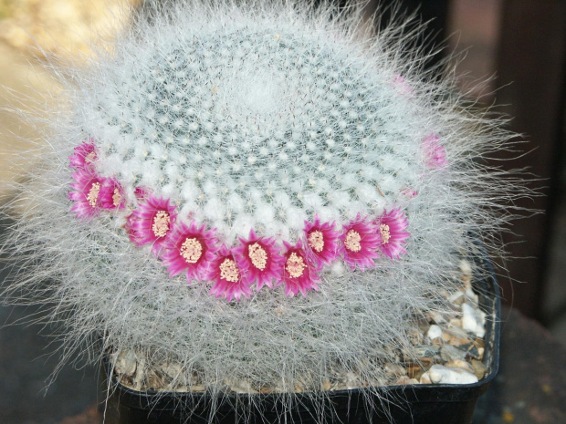 Mammillaria hahniana