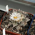 Ariocarpus furfuraceus