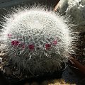 Mammillaria hahniana