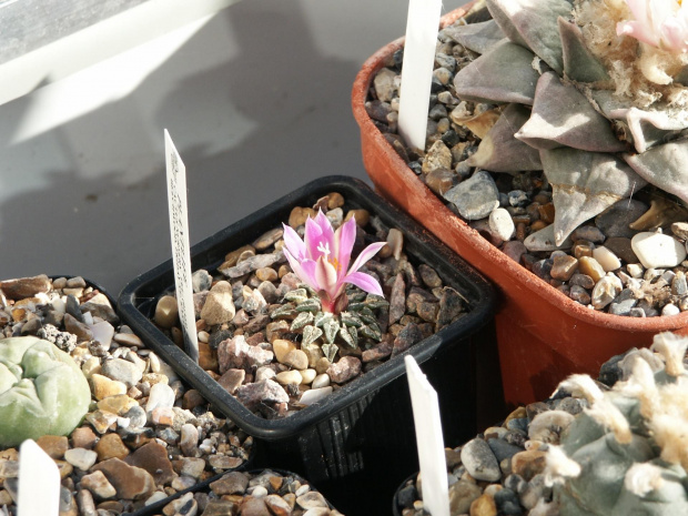 Ariocarpus kothubenus