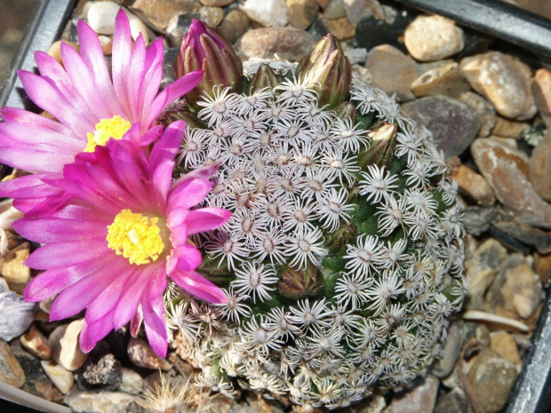 Mammillaria hernandezii