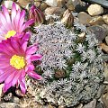 Mammillaria hernandezii