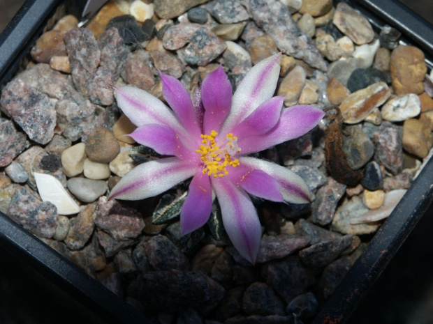 Ariocarpus kothubenus