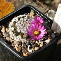 Mammillaria hernandezii