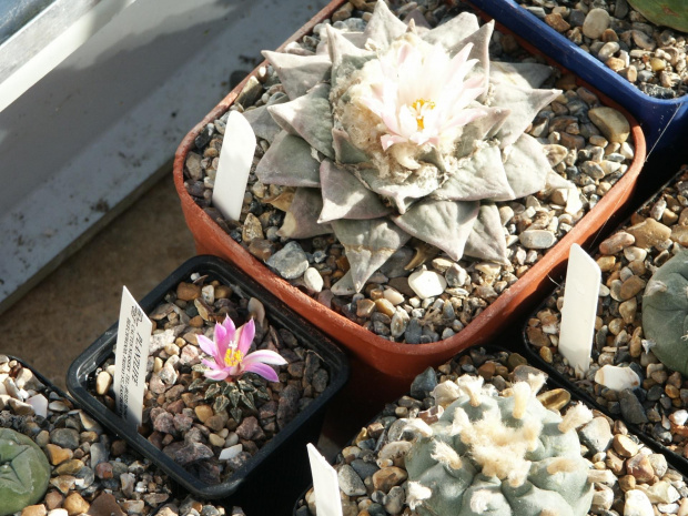 Ariocarpus kothubenus