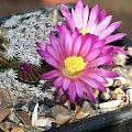 Mammillaria hernandezii