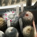 Mammillaria hahniana