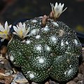 Blossfeldia liliputana