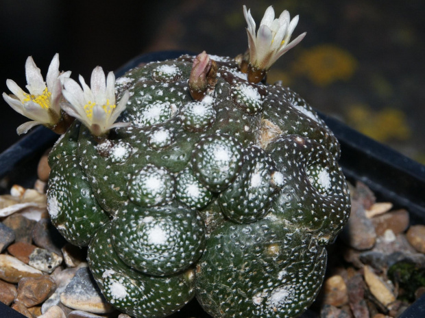 Blossfeldia liliputana