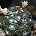 Blossfeldia liliputana