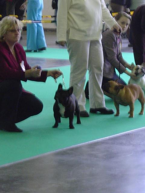 Wszystkie zdjęcia są chronione prawami autorskimi. Zakaz kopiowania w jakiej kolwiek postaci. Kontakt do autora dogzone@interia.pl www.DogZone.pl