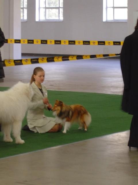 Wszystkie zdjęcia są chronione prawami autorskimi. Zaaz kopiowania w jakiej kolwiek postaci. Kontakt do autora dogzone@interia.pl www.DogZone.pl