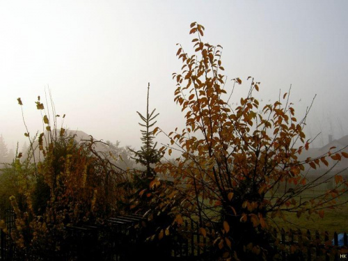 bardzo daleko od domu ale też jesiennie i bladym switkiem #jesień #rosliny #ogród