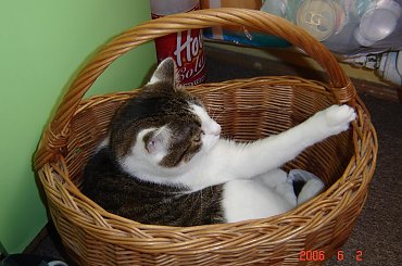 Megi #kot #kotek #kocica #koszyk